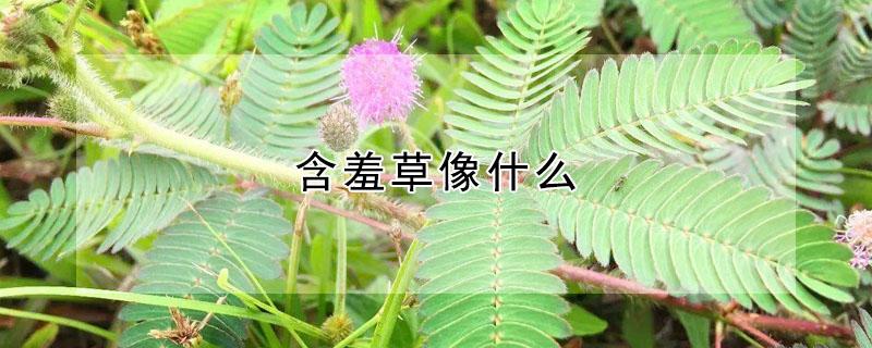 含羞草像什么（含羞草就像）