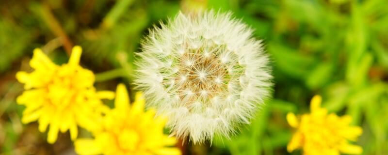 蒲公英的花语是什么（蒲公英的花语是什么呢）