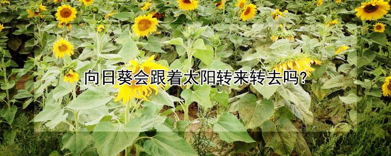 向日葵会跟着太阳转来转去吗? 向日葵会跟着太阳转来转去吗为什么