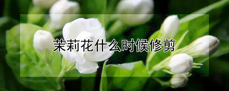 茉莉花什么时候修剪 茉莉花什么时候修剪和换盆