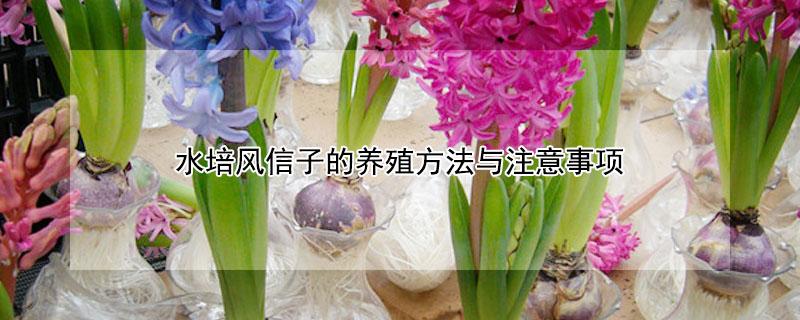 水培风信子的养殖方法与注意事项 风信子水养方法和注意事项