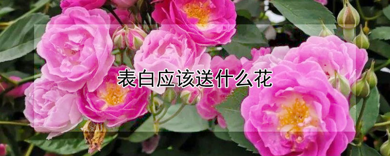表白应该送什么花（女生向男生表白应该送什么花）