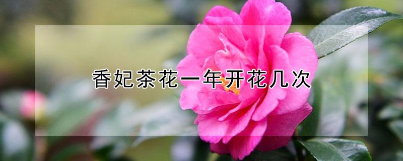 香妃茶花一年开花几次（香妃茶花多久开花）