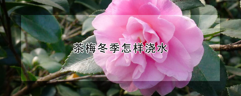 茶梅冬季怎样浇水（茶梅冬季怎样浇水视频）