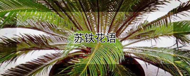 苏铁花语 苏铁花图片