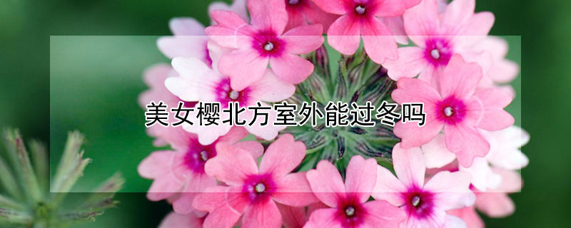 美女樱北方室外能过冬吗 美女樱在南方可以露地过冬吗