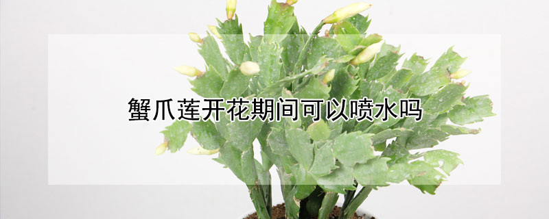 蟹爪莲开花期间可以喷水吗 蟹爪莲开花可以喷水吗?