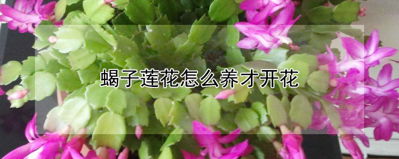 蝎子莲花怎么养才开花 蝎子莲花的养护方法