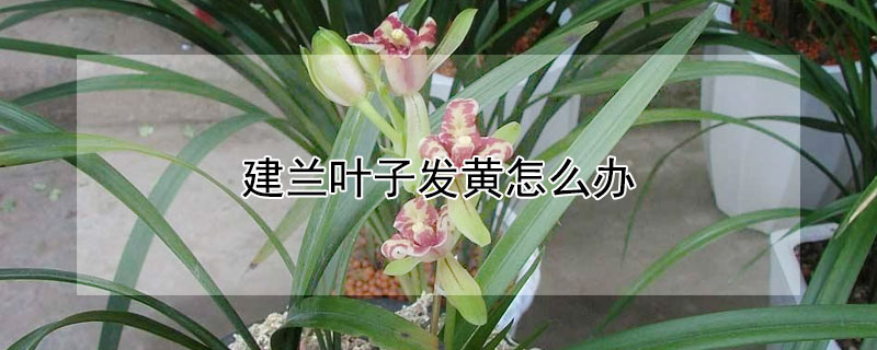 建兰叶子发黄怎么办（建兰叶子黄了是怎么回事）