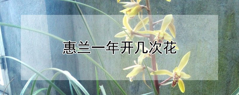 惠兰一年开几次花 惠兰一年开几次花正常