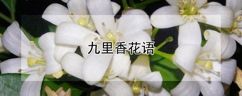 九里香花语（九里香花语和寓意）