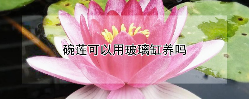 碗莲可以用玻璃缸养吗 碗莲可以用玻璃缸养吗视频