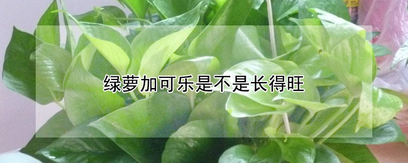 绿萝加可乐是不是长得旺（绿萝加可乐是不是长得旺盛）