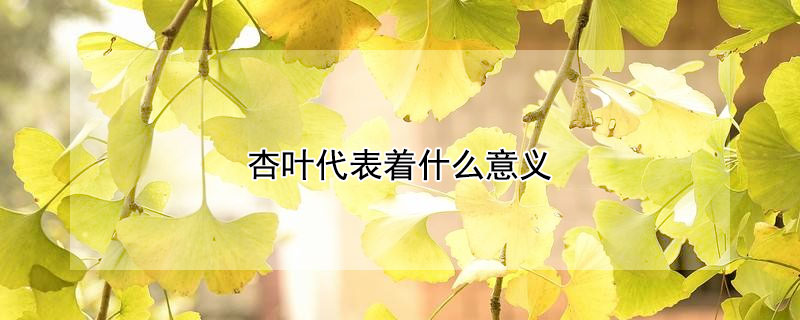 杏叶代表着什么意义 银杏叶在风水上代表什么