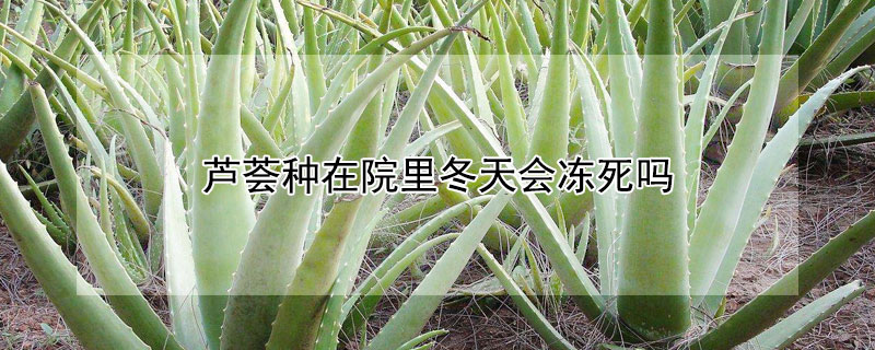 芦荟种在院里冬天会冻死吗 芦荟种在院子里冬天会死吗