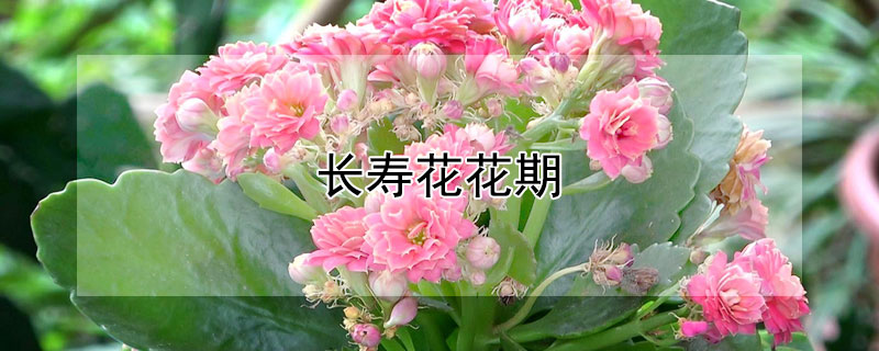 长寿花花期（长寿花花期是几月份）
