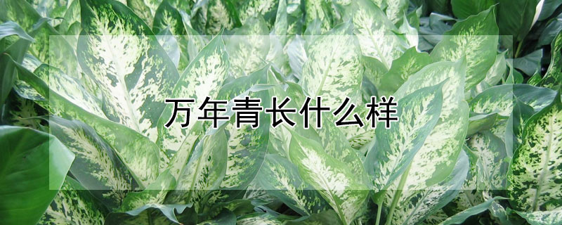 万年青长什么样（万年青长什么样有毒吗）