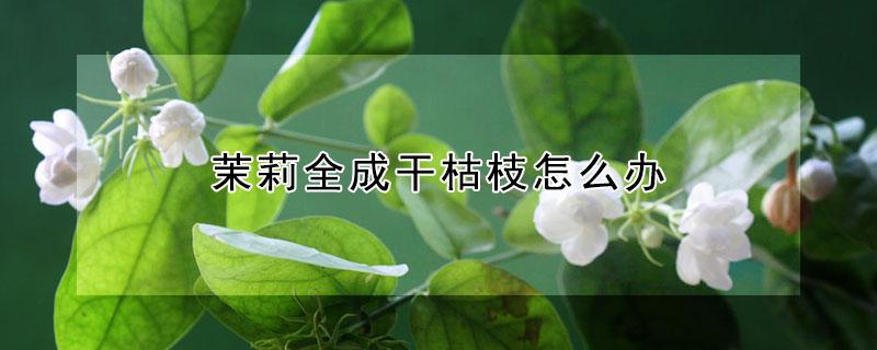 茉莉全成干枯枝怎么办 茉莉枝干干枯