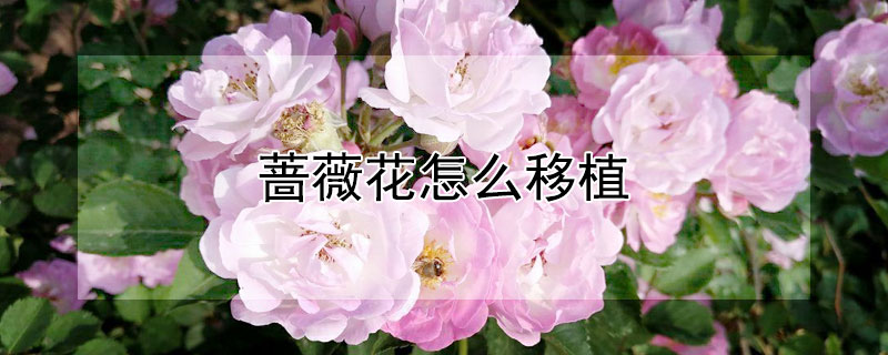 蔷薇花怎么移植 蔷薇花怎么移植视频