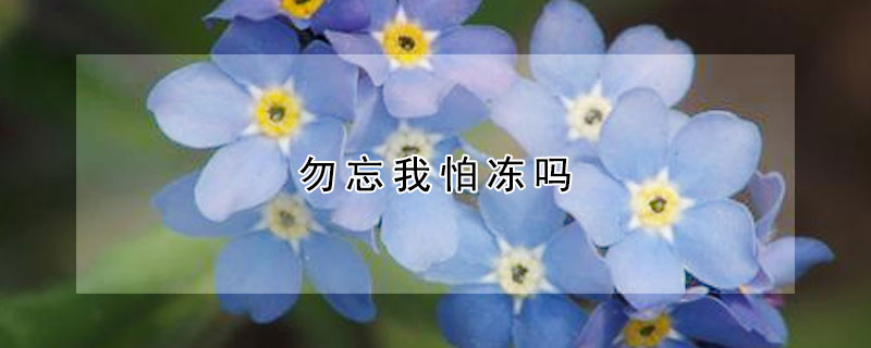 勿忘我怕冻吗 勿忘我怕冷吗