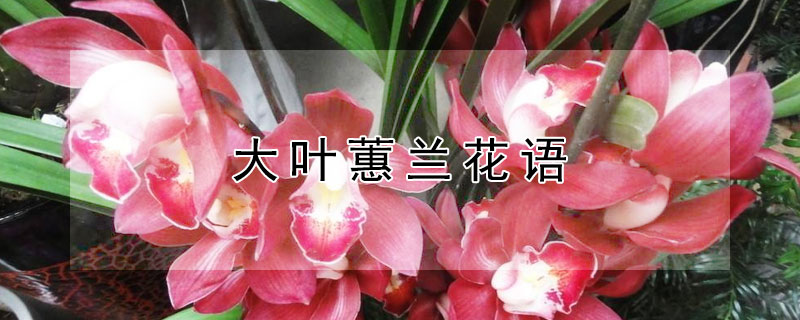大叶蕙兰花语（大叶蕙兰花语的介绍）