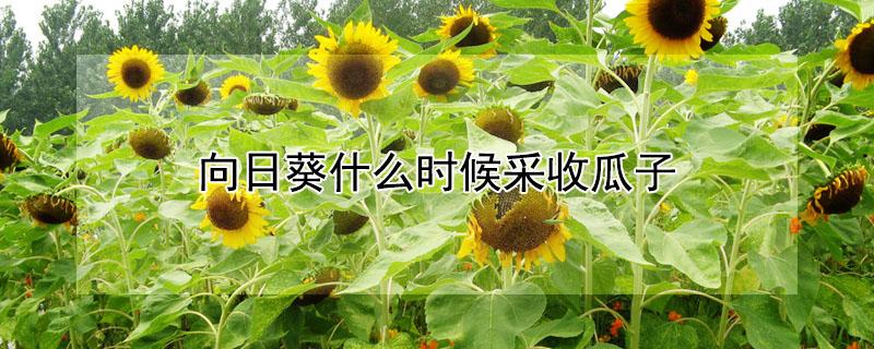 向日葵什么时候采收瓜子（向日葵什么时候采收瓜子最好）