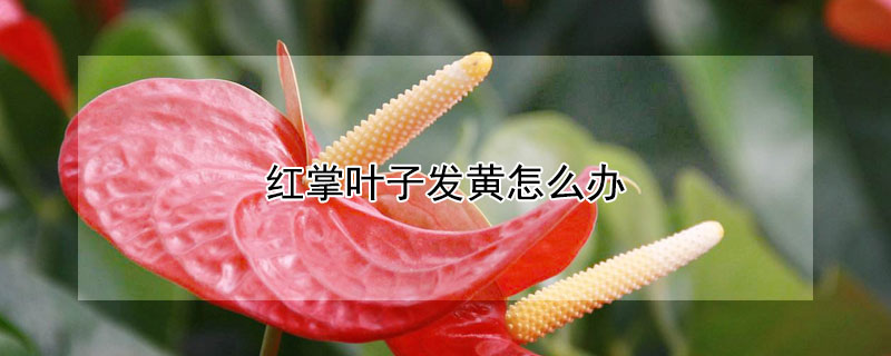 红掌叶子发黄怎么办 红掌叶子发黄干枯怎么补救
