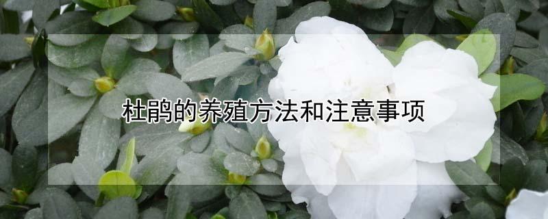 杜鹃的养殖方法和注意事项 米叶杜鹃的养殖方法和注意事项