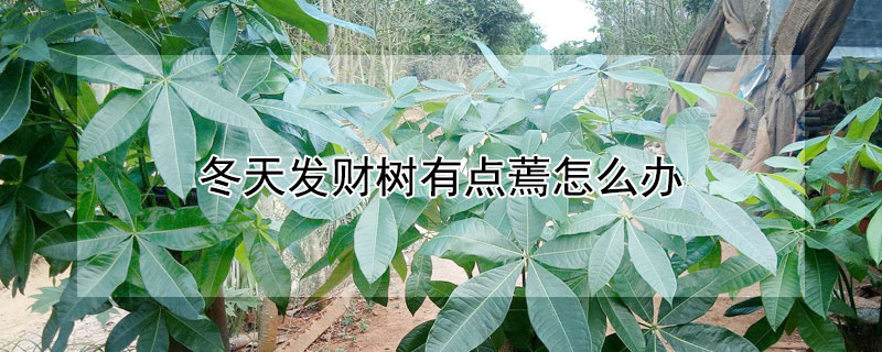 冬天发财树有点蔫怎么办 冬天发财树蔫了怎么办
