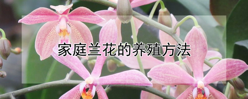 家庭兰花的养殖方法 家庭兰花的养殖方法视频