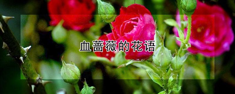血蔷薇的花语（血蔷薇的花语是什么）