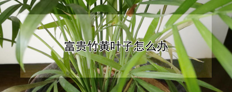 富贵竹黄叶子怎么办 富贵竹黄叶子怎么办 土培