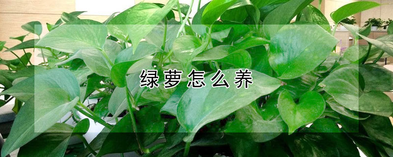 绿萝怎么养（绿萝怎么养才能爆盆）
