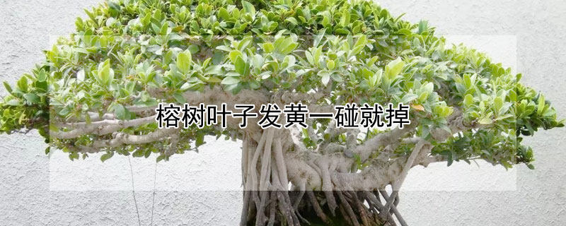 榕树叶子发黄一碰就掉 榕树叶子发黄一碰就掉怎么办