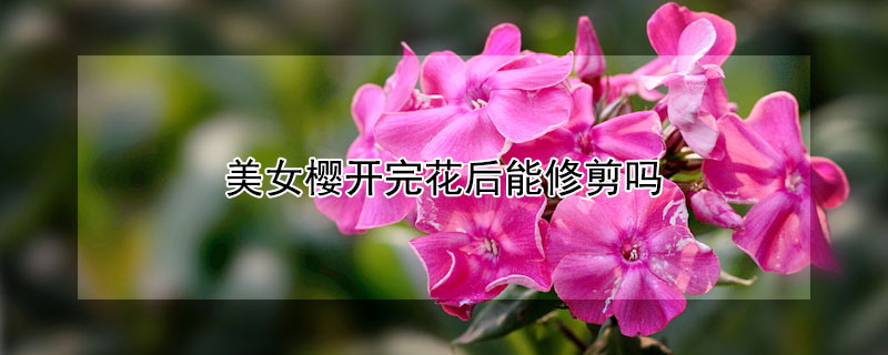 美女樱开完花后能修剪吗 美女樱开完花后能修剪吗图片