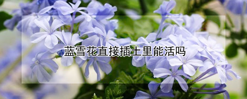 蓝雪花直接插土里能活吗（蓝雪花大盆好还是小盆好）