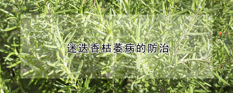 迷迭香枯萎病的防治 迷迭香 枯萎