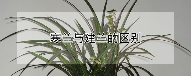 寒兰与建兰的区别 寒兰与建兰的区别在哪里