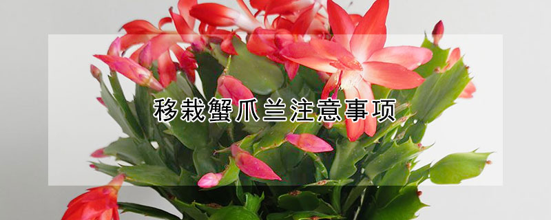 移栽蟹爪兰注意事项 移栽蟹爪兰注意事项有哪些