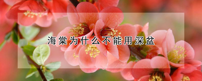 海棠为什么不能用深盆 海棠花用高盆还是矮盆