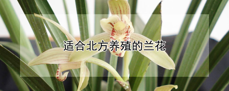 适合北方养殖的兰花 适合北方养殖的兰花品种有