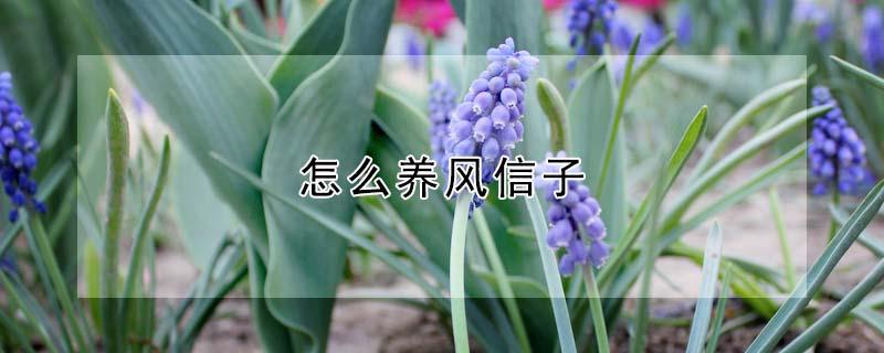 怎么养风信子 怎么养风信子水培不长虫