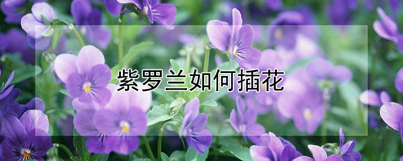 紫罗兰如何插花（紫罗兰如何插花视频）