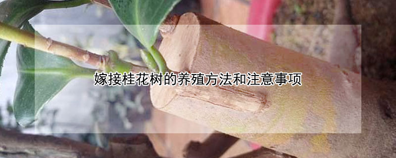 嫁接桂花树的养殖方法和注意事项 嫁接桂花树的养殖方法和注意事项有哪些