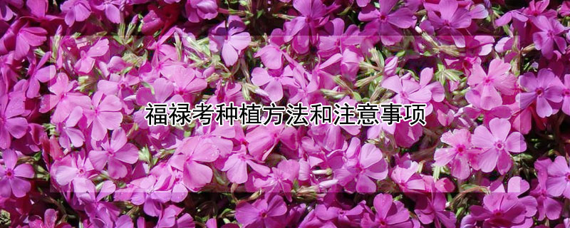 福禄考种植方法和注意事项（福禄考种植方法和时间）