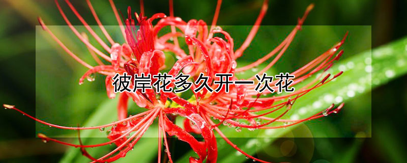 彼岸花多久开一次花（彼岸花要养几年才开花）