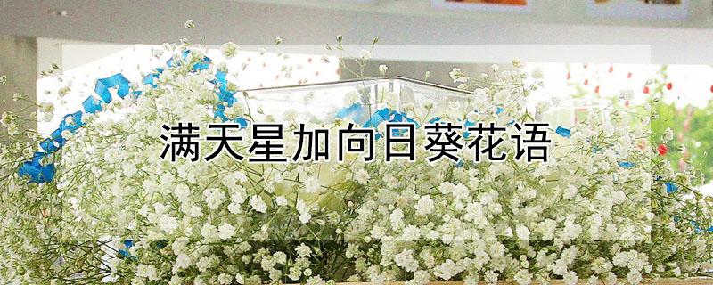 满天星加向日葵花语 满天星向日葵花语寓意