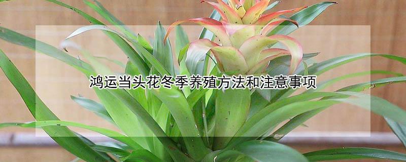 鸿运当头花冬季养殖方法和注意事项（冬季鸿运当头花怎么养家庭养法）