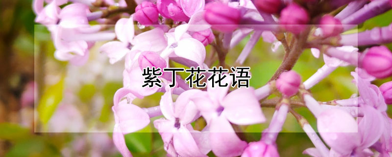 紫丁花花语 紫丁花 花语