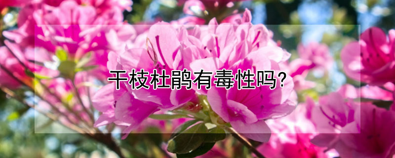 干枝杜鹃有毒性吗?（干枝杜鹃有毒么）